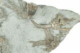 Fossil Crinoid Plate (Four Species) - Indiana #326045-2